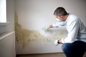 Professional Mold Removal Services in Pecan Grove, TX